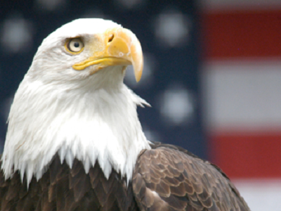 a bald eagle in from of an American flag